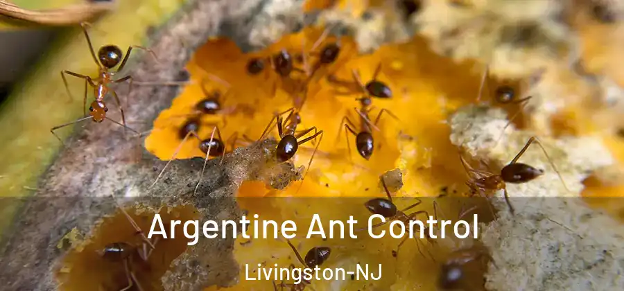 Argentine Ant Control Livingston-NJ