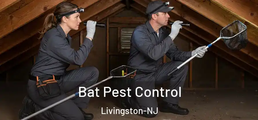  Bat Pest Control Livingston-NJ