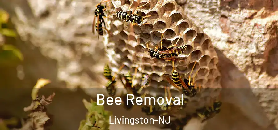  Bee Removal Livingston-NJ
