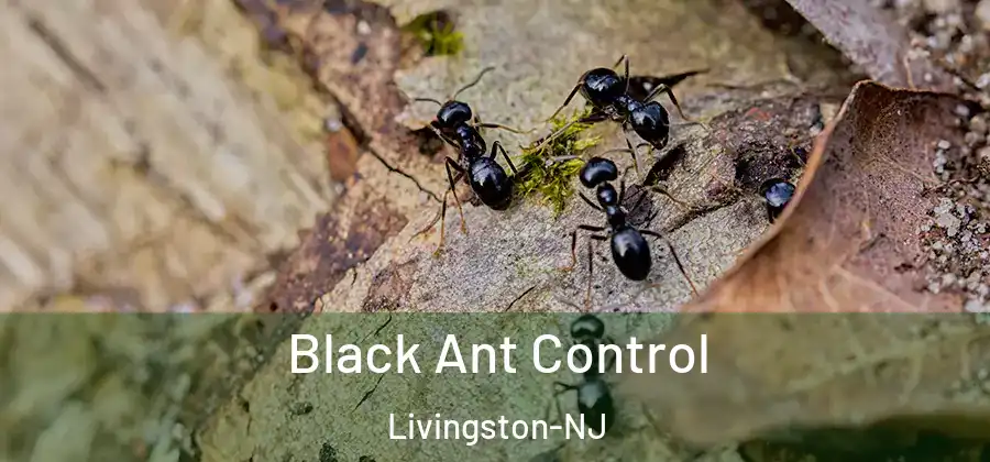  Black Ant Control Livingston-NJ