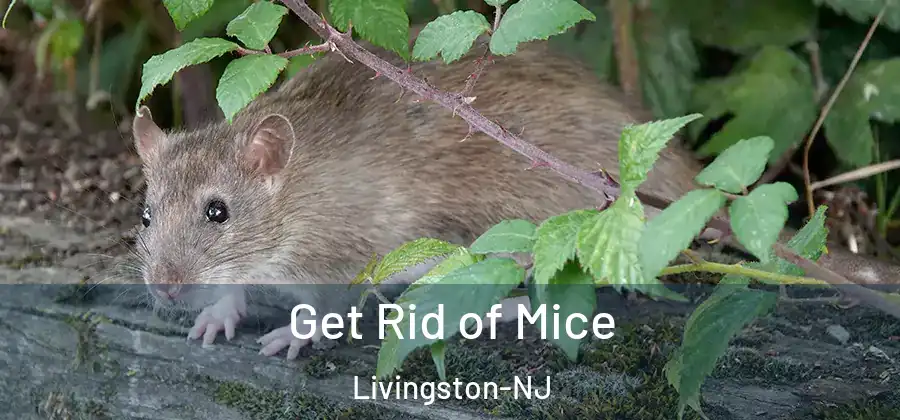  Get Rid of Mice Livingston-NJ