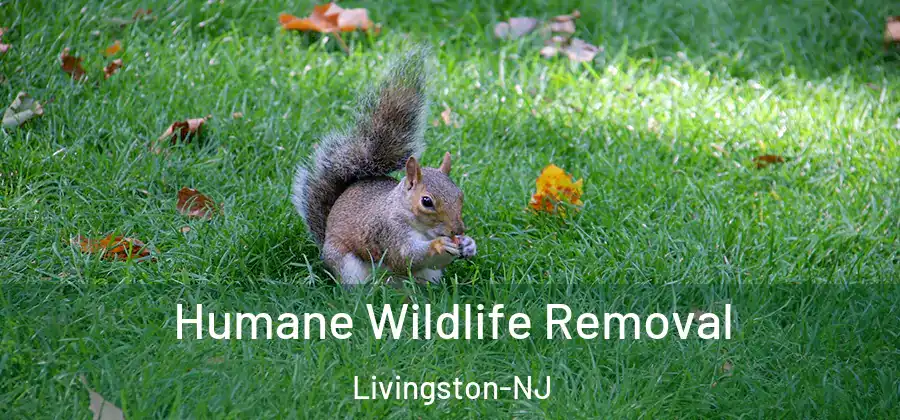 Humane Wildlife Removal Livingston-NJ
