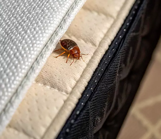 Bed Bug Exterminator Experts You Can Trust in Livingston, NJ