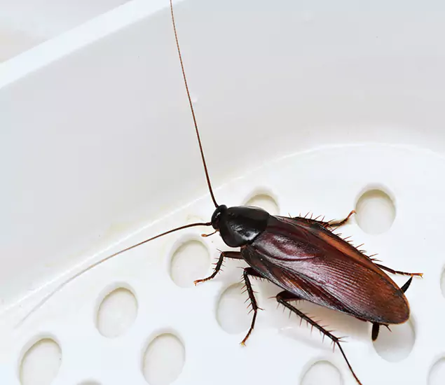Trusted Cockroach Exterminator: Your Roach Control Services in Livingston, NJ