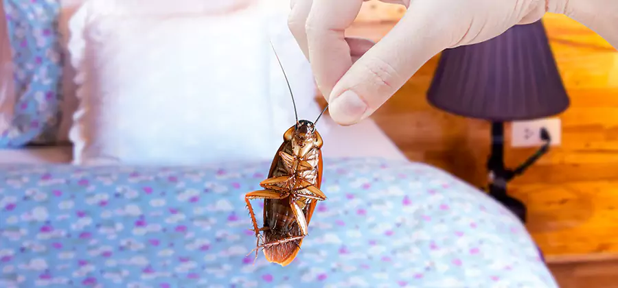 Fast Roach Elimination in Livingston