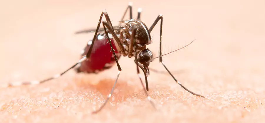 Indoor Mosquito Killer and Interior Control in Livingston