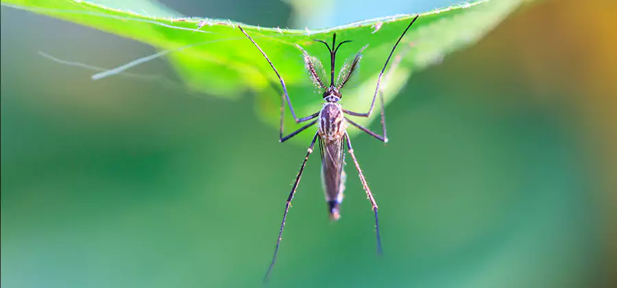 Home Defense Insect Killer in Livingston