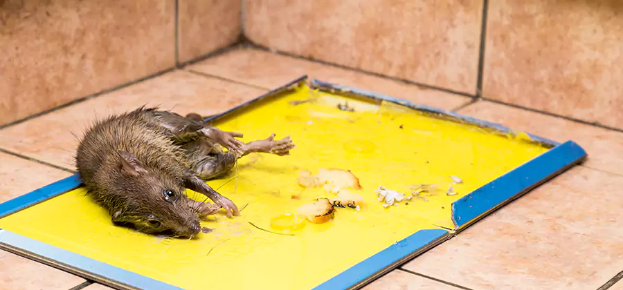 Mouse and Rat Control in Livingston