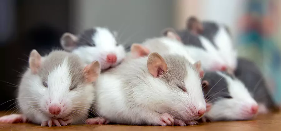 Rat Infestation Exclusion Service in Livingston