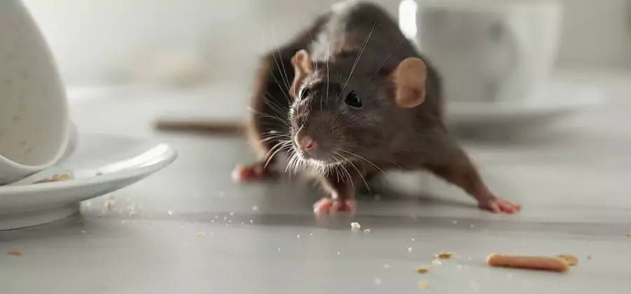 Attic Rat Exclusion Service in Livingston