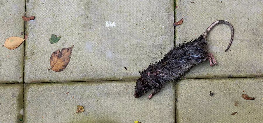 Rodent inspection service in Livingston