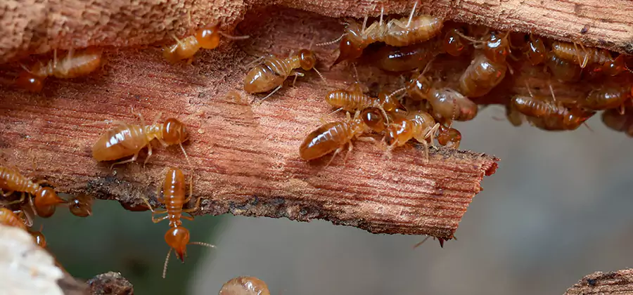 Perimeter Soil Termite Treatment in Livingston