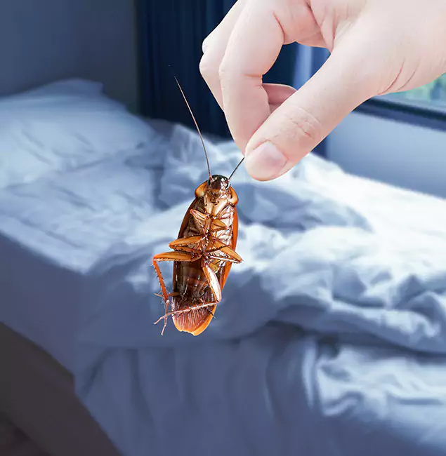 Why Choose Livingston Pest Control Pro for Bed Bug Extermination in Livingston, NJ?