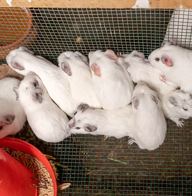 Why Livingston Pest Control Pro Is the Trusted Choice in Livingston, NJ?