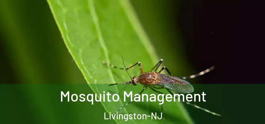 Mosquito Management Livingston-NJ