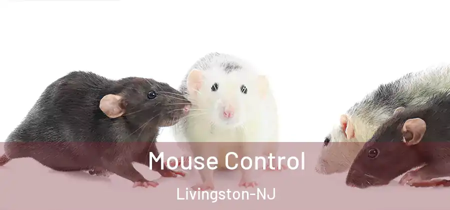Mouse Control Livingston-NJ