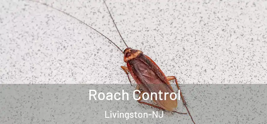  Roach Control Livingston-NJ