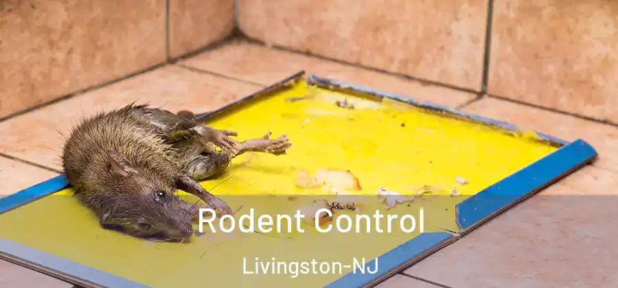  Rodent Control Livingston-NJ