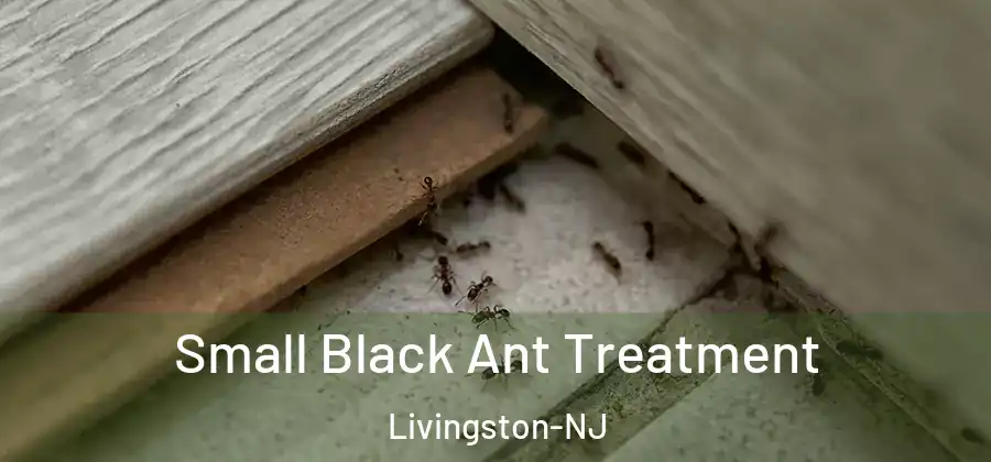 Small Black Ant Treatment Livingston-NJ