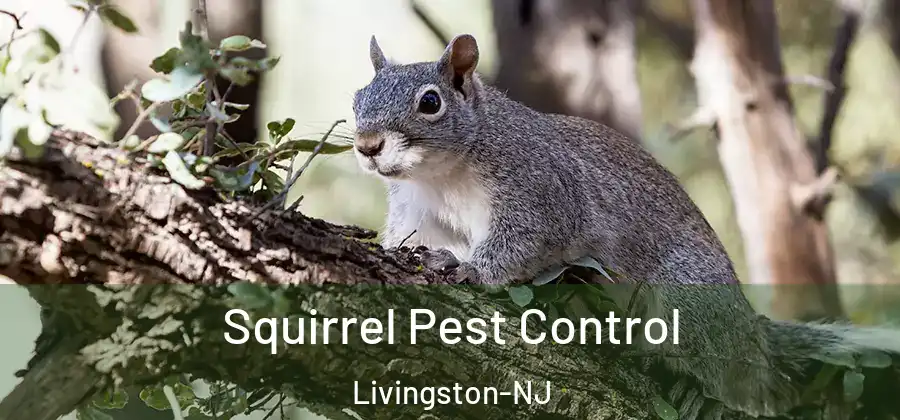  Squirrel Pest Control Livingston-NJ