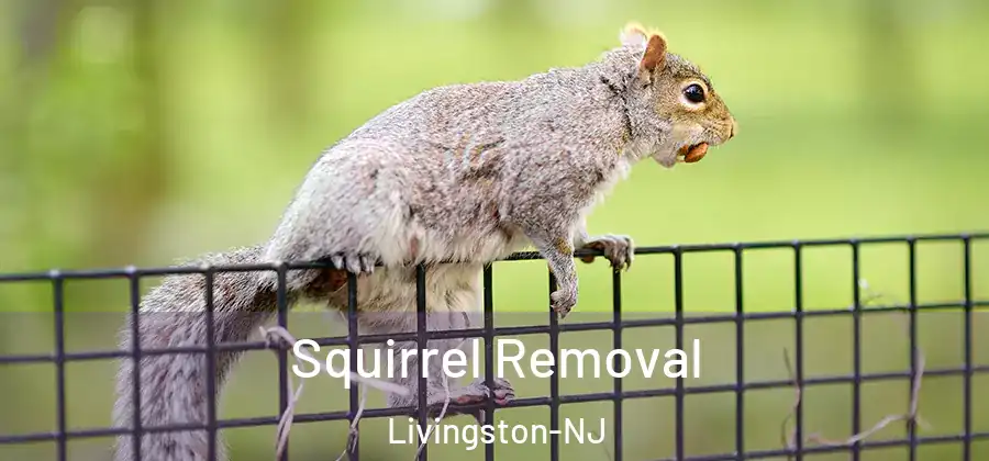 Squirrel Removal Livingston-NJ