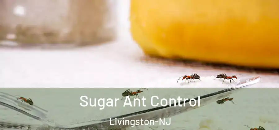  Sugar Ant Control Livingston-NJ