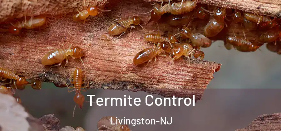  Termite Control Livingston-NJ