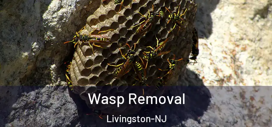 Wasp Removal Livingston-NJ